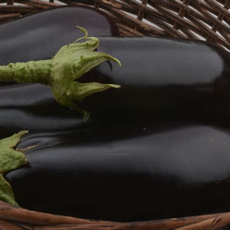 Commercial Farming Seed-Starke Ayres | Starke Ayres