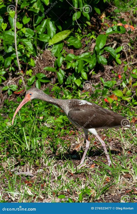 White Birds In Florida