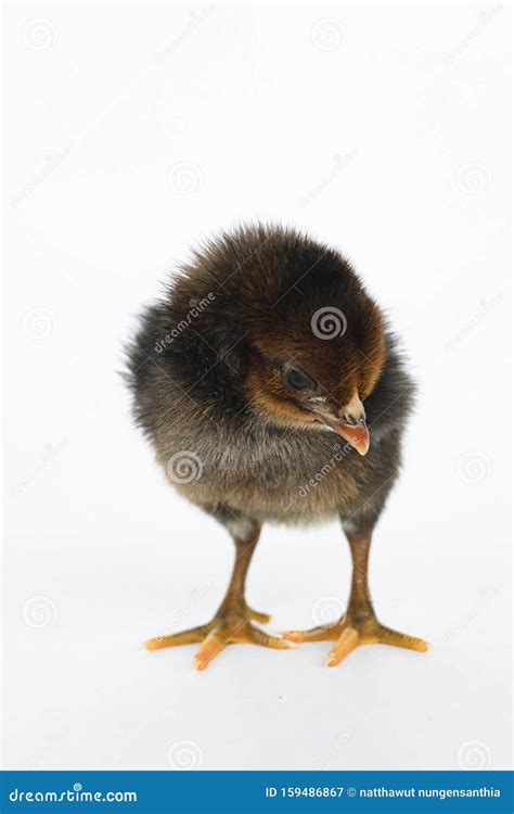 Chicken With Hairy Legs Royalty-Free Stock Photography | CartoonDealer ...