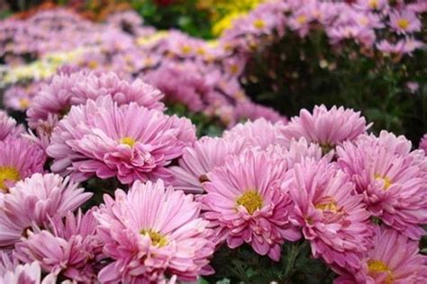 8种适合秋季观花的植物 - 花百科