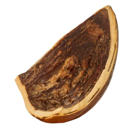 Image result for Empty Hazelnut Shell