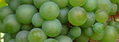 Malagouzia - the spring in her | Greece and Grapes