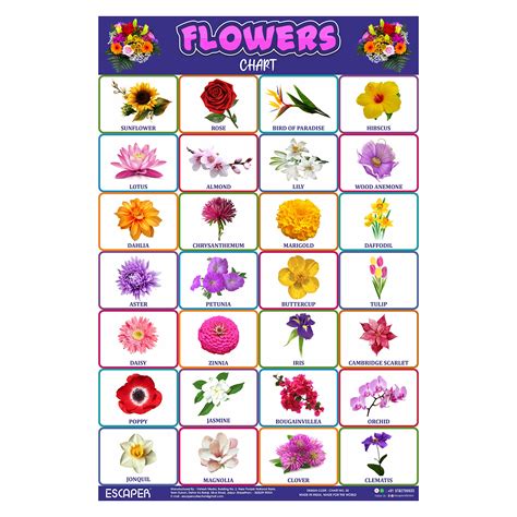 ESCAPER Flowers Chart for Kids learning (11.5 x 17.5 inches), Flowers ...
