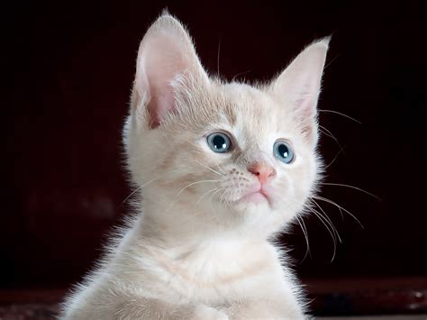 Why you shouldn’t neglect diarrhoea in cats