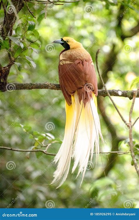 Greater Bird Of Paradise Stock Image | CartoonDealer.com #94218151