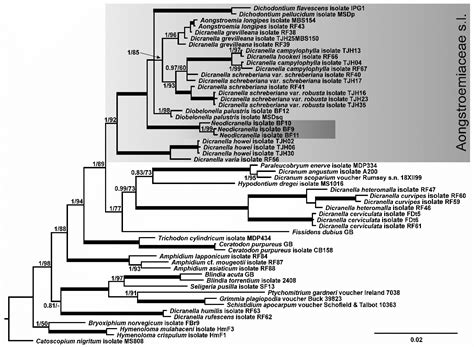 Undiscovered Biodiversity of the European Moss Flora: Neodicranella ...