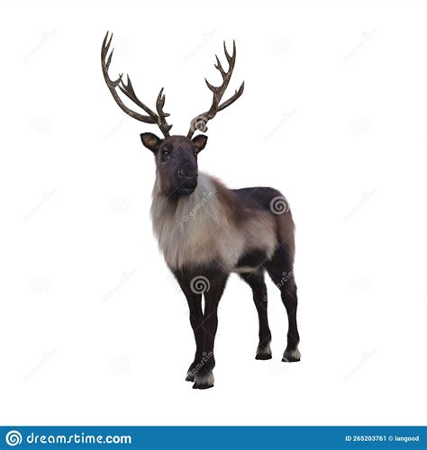 Reindeer or Caribou a Wild Animal Native To Arctic Tundra in Northern ...