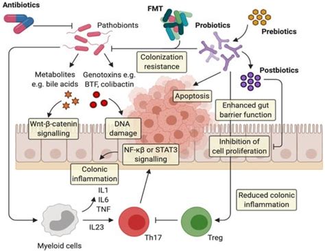 Gut Microbiota Manipulation as a Tool for Colorectal Cancer Management ...