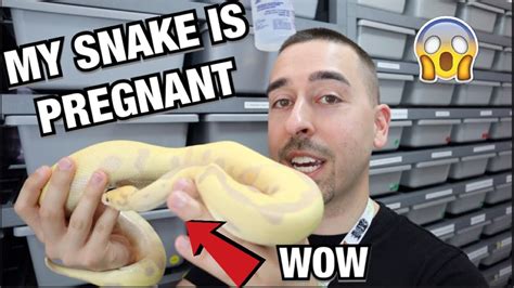 Ball Python Pregnancy 的图像结果