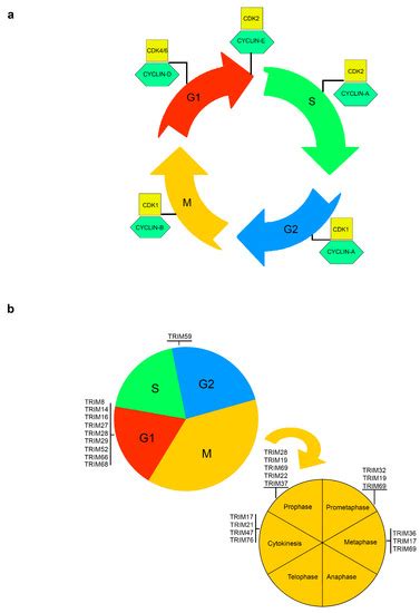 E3 Ubiquitin Ligase TRIM Proteins, Cell Cycle and Mitosis