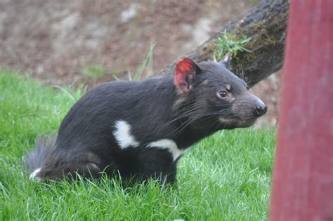 ZOOTOGRAFIANDO (6.100 ANIMALS): DIABLO DE TASMANIA / TASMANIAN DEVIL ...