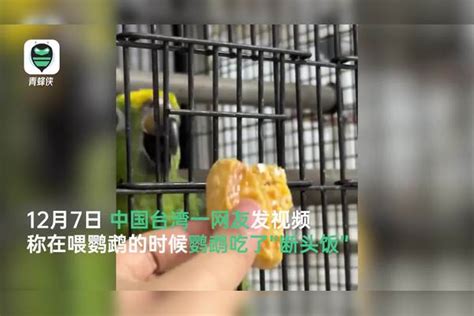 台湾网友分享自家鹦鹉吃“断头饭”走红 其他网友不服：还会剃须