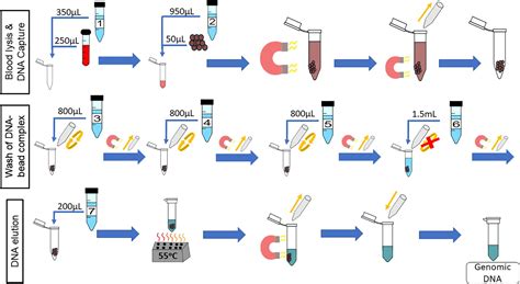 DNA RNA Extraction Process 的图像结果