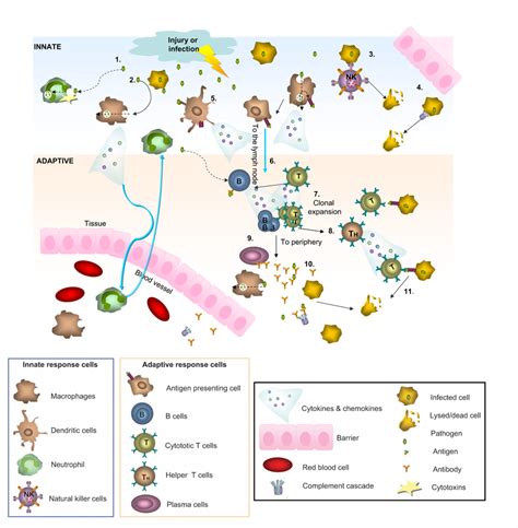 Image result for Two Types of Adaptive Immunity