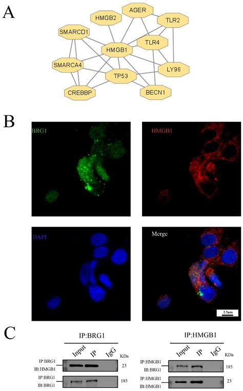 Glycyrrhizic Acid Attenuates Pulmonary Fibrosis of Silicosis by ...