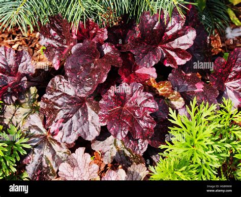 Coral bells, alumroot - Heuchera 'Midnight Rose' Stock Photo - Alamy