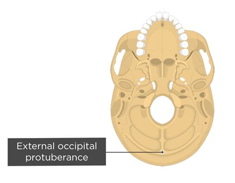 Occipital Bone