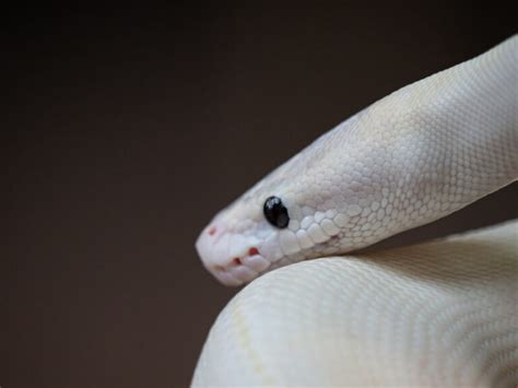 Image result for Blue Eyed Ball Python