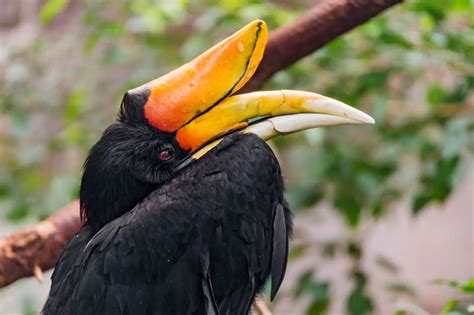 Rhinoceros Hornbill Bird