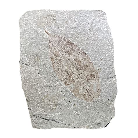 Leaf Fossil – CrystalCaveIndia