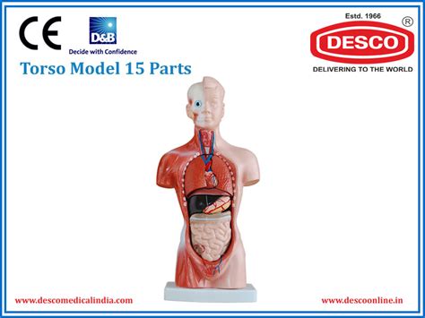 Torso Model 15 Parts | Manufacturer and Exporter | Desco