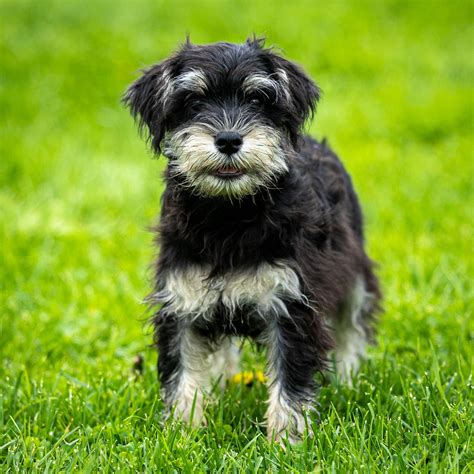 Miniature Schnauzer - Responsible Dog Breeder