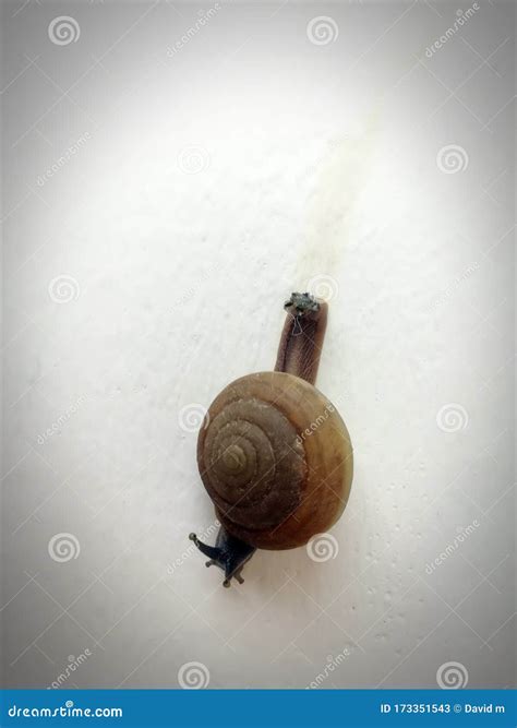Animal Snails Slowly Natural Walking Stock Image - Image of walking ...
