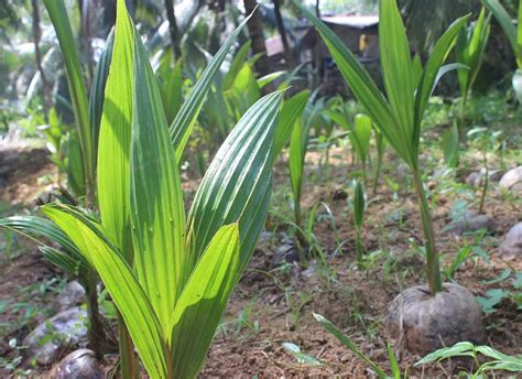 Sri Lanka Agriculture 的图像结果