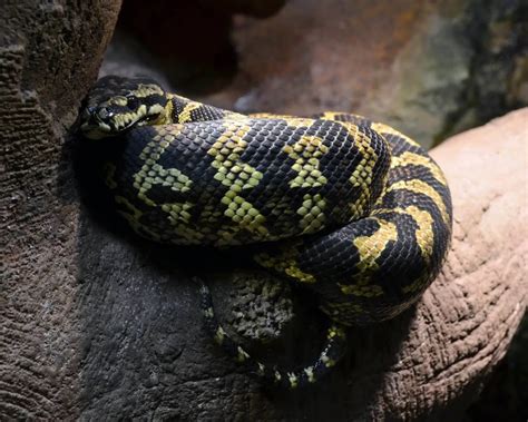 Adult Female Jungle Carpet Python 的图像结果