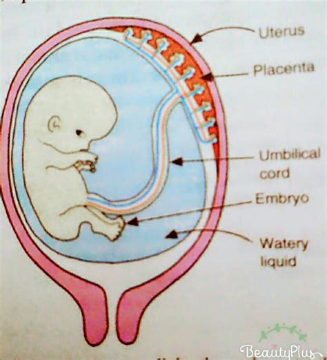 draw a diagram of placenta - Brainly.in