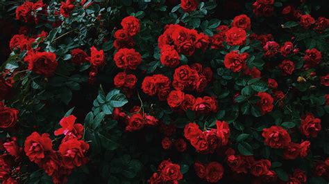 Bunch Of Red Roses With Leaves 4K HD Flowers Wallpapers | HD Wallpapers ...
