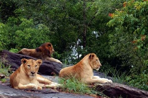 Wildlife Sanctuaries In Kerala : 22 Must-Visit Parks For Nature ...