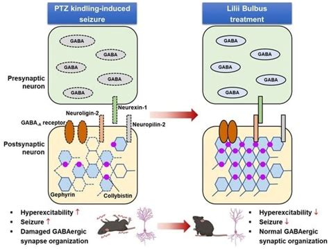 Lilii bulbus Exerts Anti-Seizure Effects by Modulating GABAergic ...