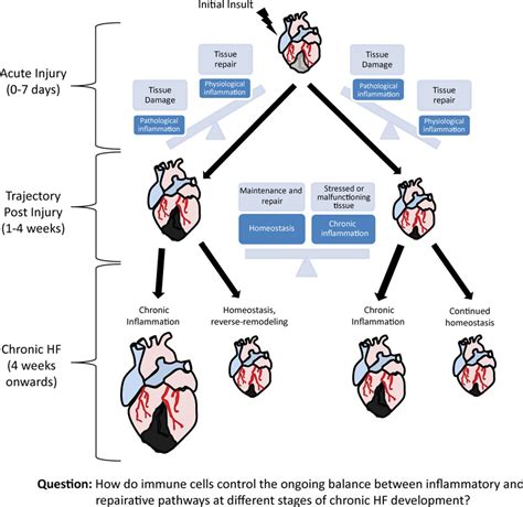 Enzymes In Heart Failure at Clifford Hochstetler blog