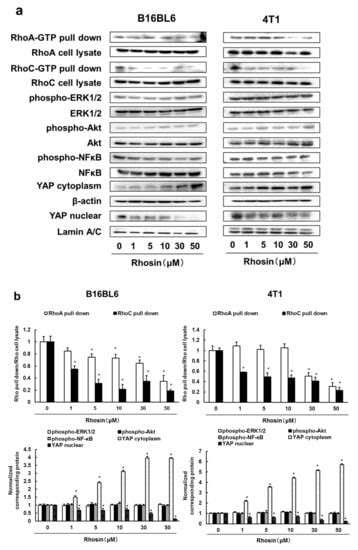 Rhosin Suppressed Tumor Cell Metastasis through Inhibition of Rho/YAP ...