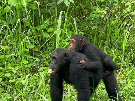 TANZANIA ROLLERS SAFARI - All You Need to Know BEFORE You Go 2026 (with ...