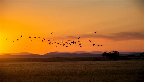 Home - South Texas Dove Hunting
