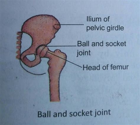 what is a ball and socket joint - Brainly.in