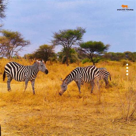 4 Days in Tarangire, Serengeti and Ngorongoro Crater Safari - Klook India