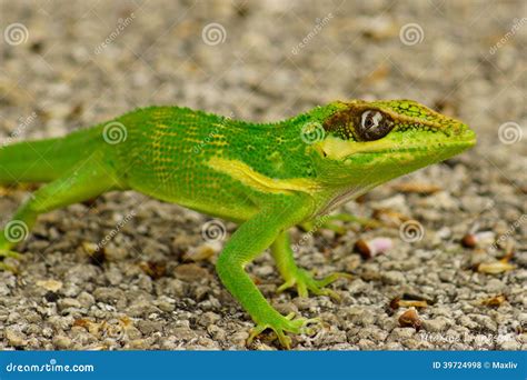 Cuban Knight Anole (Anolis Equestris) Stock Photo - Image of anolis ...