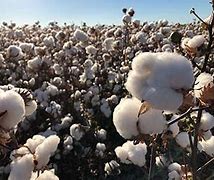 Image result for cottoning on