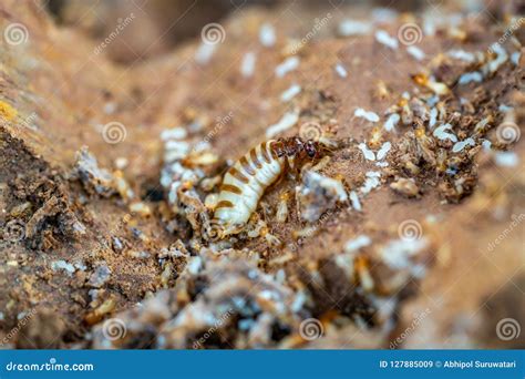 Acro Shot of the Queen Termite and Termites in a Hole. Termite Queens Have the Longest Lifespan ...