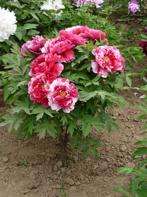 What Is A Japanese Tree Peony at Jake Mixon blog