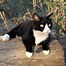 Image result for Long Haired Tuxedo Cat