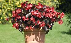 begonie in vaso pianta di begonia big bronze leaf vaso 14 cm begonie in vaso pianta di begonia big bronze leaf vaso 14 cm