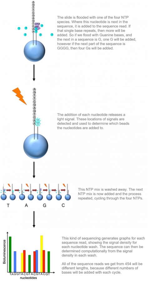 454 Pyrosequencing Steps 的图像结果
