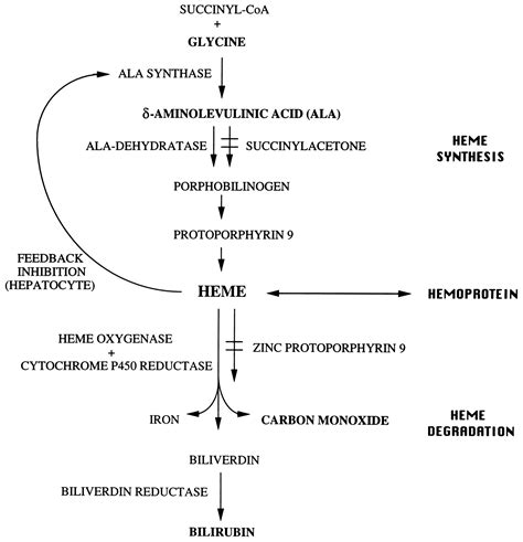 The Regulation of Heme Turnover and Carbon Monoxide Biosynthesis in ...