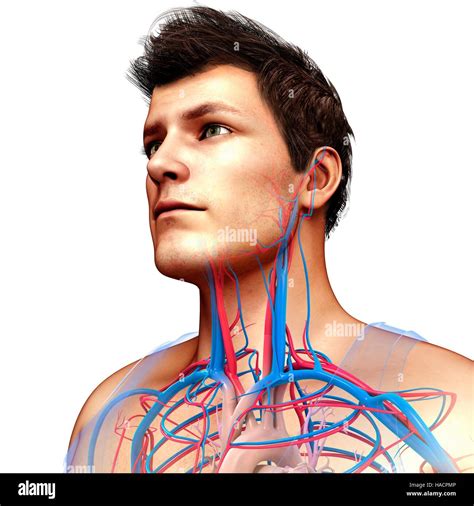 Illustration of male neck and chest blood vessels Stock Photo - Alamy
