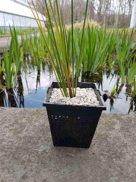 Large Pond Plant Basket, 13 Inch (33cm) Square - Pond Plant Pots