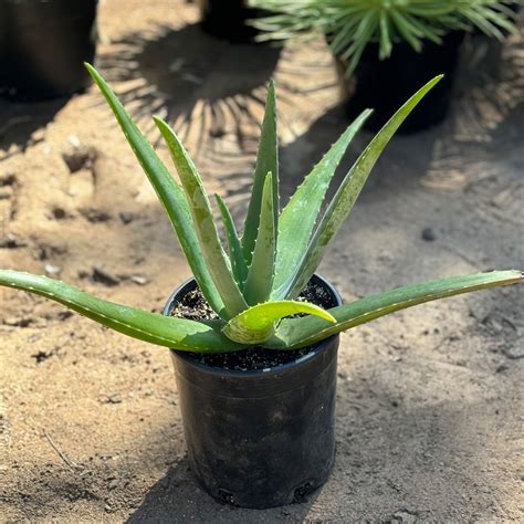 Buy 'Large Aloe Vera Plants - Aloe barbadensis' Care and Growing Guide ...